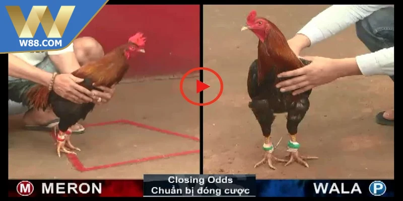 Cách Đá Gà Thomo Với Chiến Thuật Chuẩn Xác Nâng Cao 5 Kỹ thuật cách đá gà Thomo bất bại