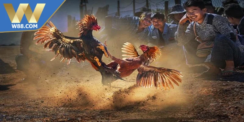 Cách Đá Gà Thomo Với Chiến Thuật Chuẩn Xác Nâng Cao 6 Lưu ý khi nuôi và tham gia cách đá gà Thomo