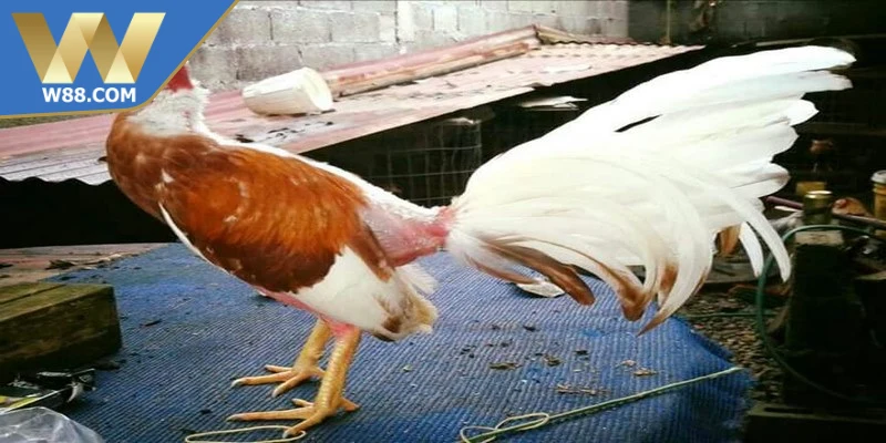 Cách Nuôi Chọi Kê Đúng Cách Cho Chiến Kê Khỏe Mạnh 6 Cách nuôi chọi kê đúng cách giữ tinh thần ổn định
