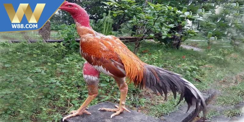 Chăm Sóc Gà Đá Khi Chuẩn Bị Thi Đấu Đạt Hiệu Suất Cao 4 Chăm sóc gà đá trước khi thi đấu là bước quan trọng quyết định sức mạnh