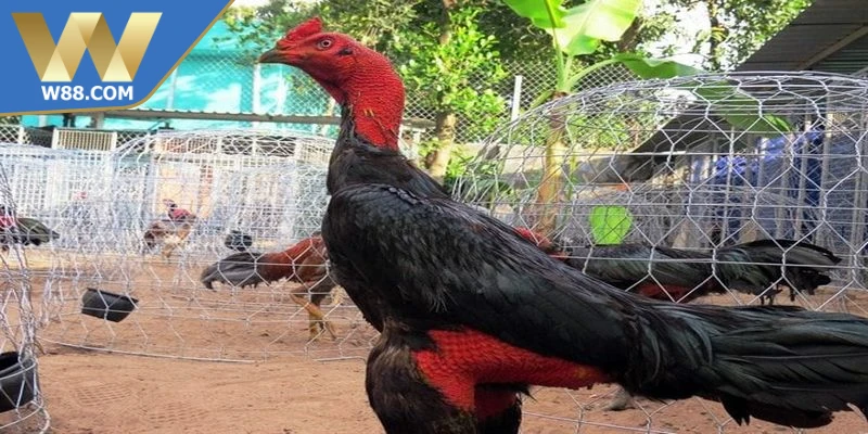 Chăm Sóc Gà Đá Khi Chuẩn Bị Thi Đấu Đạt Hiệu Suất Cao 5 Chăm sóc gà đá khi chuẩn bị thi đấu chú ý thời gian nghỉ ngơi phục hồi
