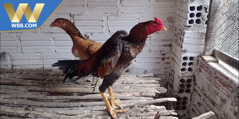 Kỹ Thuật Chọi Gà Nhanh Gọn Bí Quyết Cho Sư Kê Mới Chơi 4 Kỹ thuật chọi gà nhanh gọn đúng chuẩn