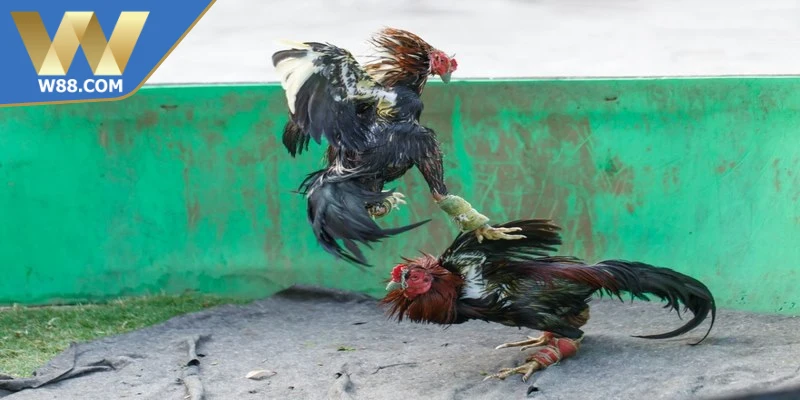 Mẹo Chọi Gà Ăn Tiền Chuẩn Xác Cho Người Mới Nhập Môn 4 Mẹo chọi gà ăn tiền giúp người chơi tăng tỉ lệ thắng