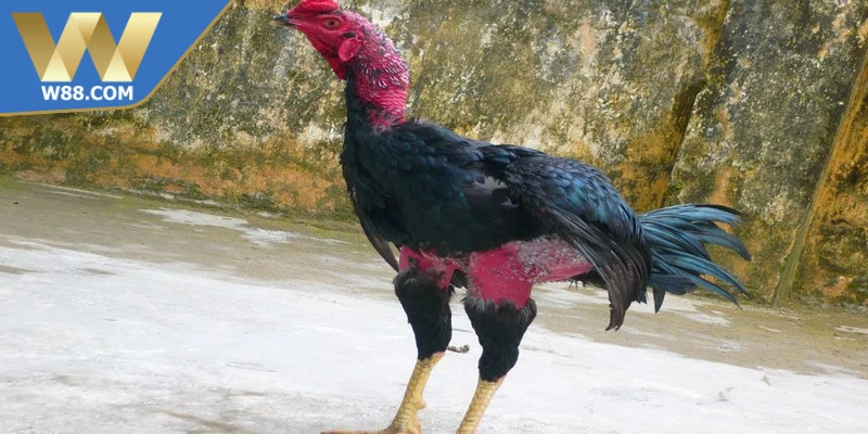 Mẹo Nuôi Gà Đá Tăng Cơ Bắp Săn Chắc Hiệu Quả Từ Chuyên Gia 4 Mẹo nuôi gà đá tăng cơ bắp cơ bản