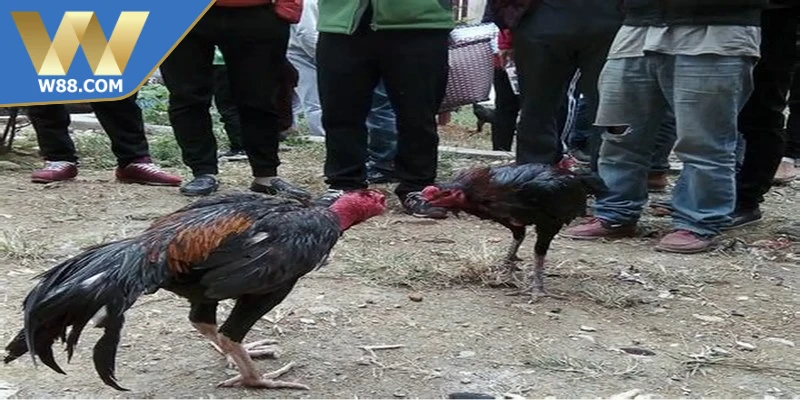 Mẹo Nuôi Gà Đá Tăng Cơ Bắp Săn Chắc Hiệu Quả Từ Chuyên Gia 5 Mẹo nuôi gà đá tăng cơ bắp tối ưu thời gian nghỉ ngơi