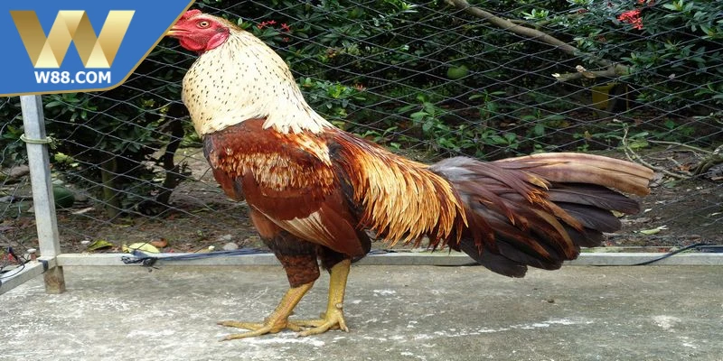 Mẹo Nuôi Gà Đá Tăng Cơ Bắp Săn Chắc Hiệu Quả Từ Chuyên Gia 6 Vài chia sẻ mẹo nuôi gà đá tăng cơ bắp hay